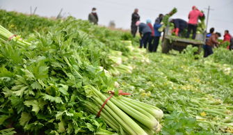 江西省扶贫产品展示对接会助力农产品销售，首日交易额达200万元