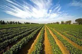 漫谈从消费升级看农产品品牌营销新趋势