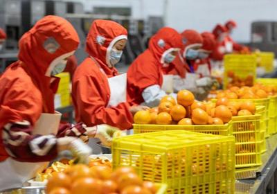 湖北宜昌 以农商互联新机制，打赢农产品销售攻坚战