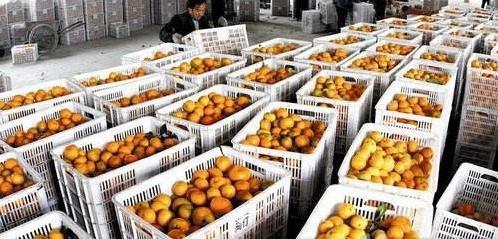 农产品“出村难”困局 深度剖析滞销成因与破局之道