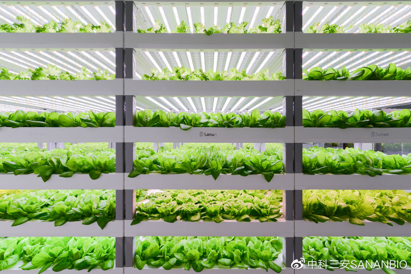 探秘京东植物工厂 产销一体化，破解农产品销售难题！